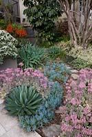 A stepping stone path running between beds of Agave 'Blue Glow', Senecio mandraliscae, Kalanchoe fedtschenkoi 'Variegata', Variegated Lavender Scallops, Beschorneria yuccoides, Mexican lily and Strobilanthes gossypinus.