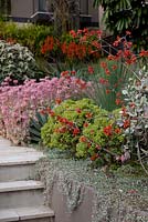 A stepping stone path running between beds of Agave 'Blue Glow', Senecio mandraliscae, Kalanchoe fedtschenkoi 'Variegata', Variegated Lavender Scallops, Beschorneria yuccoides, Mexican lily and Strobilanthes gossypinus