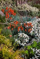 A mixed border planted with Homalocladium platycladum, Strobilanthes gossypinus and Aloe 'Outback Orange'