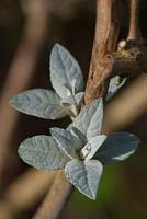 Buddleja leaf buds