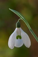 Galanthus nicalis 'Henry Purcell' 