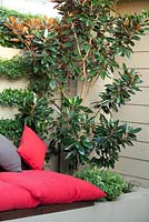 Raised garden bed with Pittosporum 'Golf ball', a Magnolia and on the wall Trachelospermum jasminoides