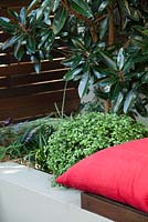 Raised garden bed with Pittosporum 'Golf ball' and behind a Magnolia 