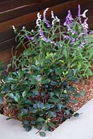 The corner of a raised garden bed featuring Stephanotis floribunda, and a purple flowering Salvia.