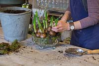 Planting the last few Narcissus 'Erlicheer' bulbs into the glass bowl