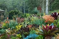 View of a raised garden bed showing a collection of colourful and variegated bromeliads, aeoniums, succulents, cactus, euphorbias and large maroon leaved alcantareas