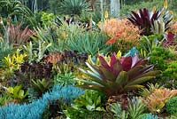 View of a raised garden bed showing a collection of colourful and variegated bromeliads, aeoniums, succulents, cactus, euphorbias and large maroon leaved alcantareas. 