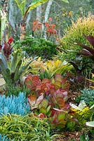 View of a raised garden bed showing a collection of colourful bromeliads, aeoniums, succulents, cactus, euphorbias and large maroon leaved alcantareas. 