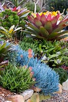 View of a garden showing a collection of colourful bromeliads, succulents, cactus, and euphorbias. Senecio mandraliscae seen in the foreground, and a maroon alcantarea at the rear