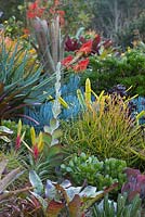 View of a garden showing a collection of colourful bromeliads, succulents, cactus, and euphorbias