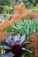 A colourful layered planting with Alcantarea species, Beschorneria yuccoides, Mexican lily and Euphorbia tirucalli 'Firesticks'