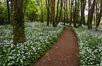 Ramsons - Allium ursinum carpeting woodland floor in spring, Bonython estate, Cornwall