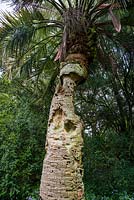 Butia capitata - Jelly Palm, Trewidden garden