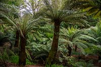 Dicksonia antarctica - Australian tree fern, Trewidden Garden, Cornwall