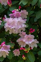 Rhododendron 'High Sheriff'