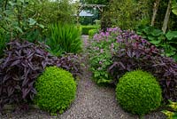 Persicaria 'Red Dragon' and buxus balls planted bordering garden path, Bluebell cottage garden, Cheshire
