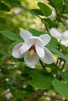 Magnolia wieseneri flower