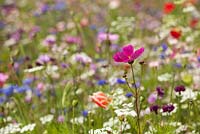 Pictorial Meadow Pastel Annual Mix. Papaver rhoeas Shirley Group, Ammi majus, Centaurea cyanus, Cosmos bipinnatus