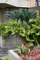 Concrete raised garden beds seen in a rooftop garden. Taller bed features Epiphyllum chrysocardium 'Golden Heart' fern and Sansevieria trifasciata Mother in laws tongue. Lower bed features red and yellow foliage of Tillandsia capitata 'Maroon'