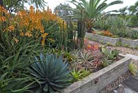 A raised garden bed in a rooftop garden features many colour sub-tropical sun hardy plants, featuring Aloe 'Copper Shower', Agave attenuata 'Blue Glow' and Euphorbia 'Red Devil'.