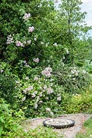 Rosa 'Belvedere'. Veddw House Garden, Monmouthshire, South Wales. Garden created by Anne Wareham and Charles Hawes.