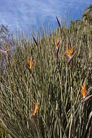 Strelitzia Juncea - Crane Flower - Bird of Paradise - September. Kirstenbosch Botanical Gardens, Cape Town, South Africa