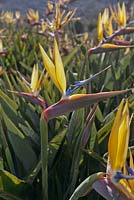Strelitzia reginae Crane Flower - Bird of Paradise - September. Kirstenbosch Botanical Gardens, Cape Town, South Africa