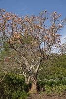 Erythrina lysistemon - Lucky Bean Tree - September. Kirstenbosch Botanical Gardens, Cape Town, South Africa