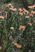 Leucospermum hybrid - September. Kirstenbosch Botanical Gardens, Cape Town, South Africa