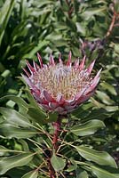 Protea cynaroides - King Protea - September. Kirstenbosch Botanical Gardens, Cape Town, South Africa