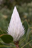 Protea cynaroides bud - King Protea - September. Kirstenbosch Botanical Gardens, Cape Town, South Africa