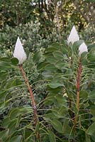 Protea cynaroides buds - King Protea - September. Kirstenbosch Botanical Gardens, Cape Town, South Africa