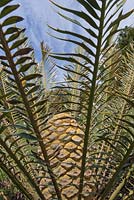Encephalartos lebomboensis - September. Kirstenbosch Botanical Gardens, Cape Town, South Africa