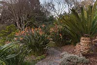 A natural stone and pebble path winds through large, established clumps of Strelitzia reginae - Bird-Of-Paradise - September, The Vineyard Hotel, Cape Town, South Africa