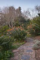 A natural stone and pebble path winds through large, established clumps of Strelitzia reginae - Bird-Of-Paradise - September, The Vineyard Hotel, Cape Town, South Africa