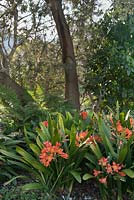Clivia miniata, A large, established clump growing ouside in shady place under trees - September, South Africa