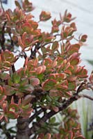 Crassula ovata 'Minima' - Jade Plant 