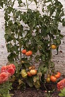 Tomato 'Brandywine' growing on strings against white painted wall with Dahlias - October