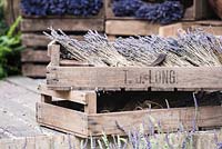 Wooden storage baskets with cut and dried Lavender flowers. The Lavender Garden, Designers: Paula Napper, Sara Warren, Donna King. Sponsor: Shropshire Lavender 