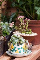 Succulents planted in vintage mug. Gabriel Ash Greenhouses. Hampton Court Flower Show, July 2016.