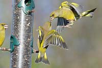 Garden bird feeder, Greenfinches, carduelis chloris, squabbling over food, Norfolk, UK, December