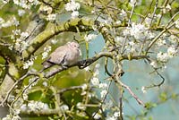 Collard Dove, streptopelia decaocto, perched in blossom covered plum tree, Norfolk, UK, April