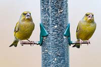 Greenfinch, Carduelis chloris, two adult males on black sunflower feeder, England, February