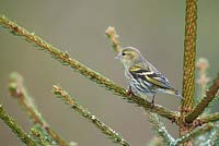 Siskin, Carduelis spinus, female bird perched in small conifer