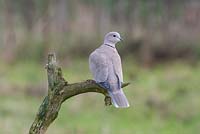 Eurasian Collared Dove - Streptopelia decaocto perched on branch 