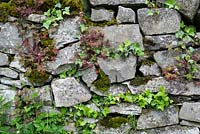 Drystone wall with ivy and moss