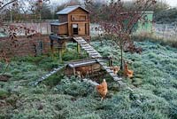Pet chickens and raised chicken coop in frosty weather