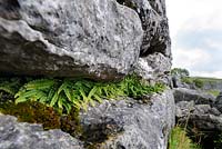 Asplenium trichomanes - Maidenhair Spleenwort, growing in limestone rock above Malham Cove, Yorkshire Dales, UK, September.