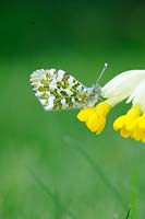 Butterfly 'Orange Tip''anthocharis cardamines' on a yellow flower