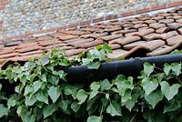 Guttering overgrown with ivy